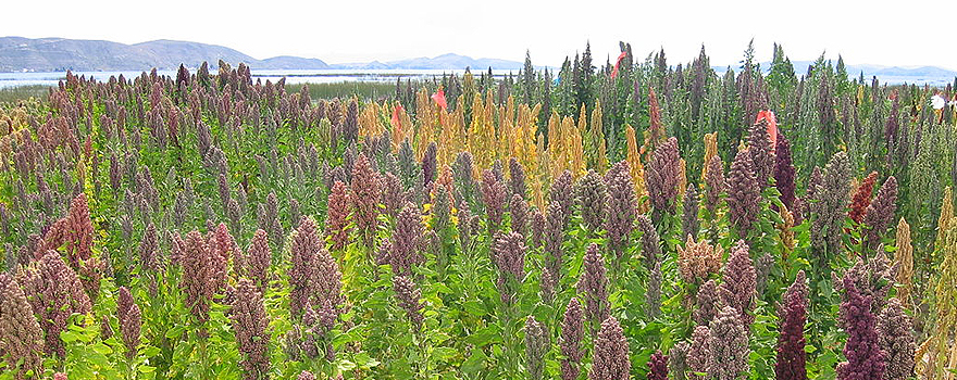 Campo de quinoa en los Andes de Bolivia