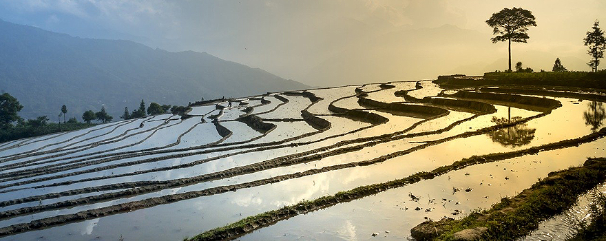 Terrazas de campos de arroz en Vietnam [Pixabay]