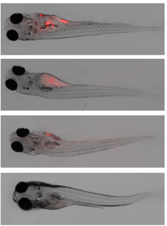 Seguimiento del tumor en peces cebra