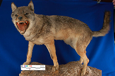 El famoso “lobo de Lecároz”, una pieza de principios de siglo, conservado hoy en la Universidad de Navarra.