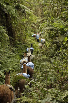 Expedición a la selva del Madidi (Bolivia) 2010