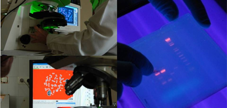 Investigación del Departamento de Bioquímica y Genética Investigación del Departamento de Bioquímica y Genética