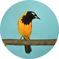 Paolo Costa Baldi, Venezuelan Troupial - Icterus icterus