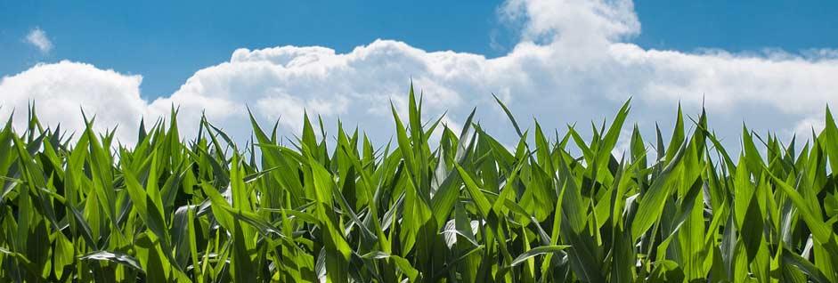 Hacia un nuevo paradigma en la fertilización mineral de los cultivos