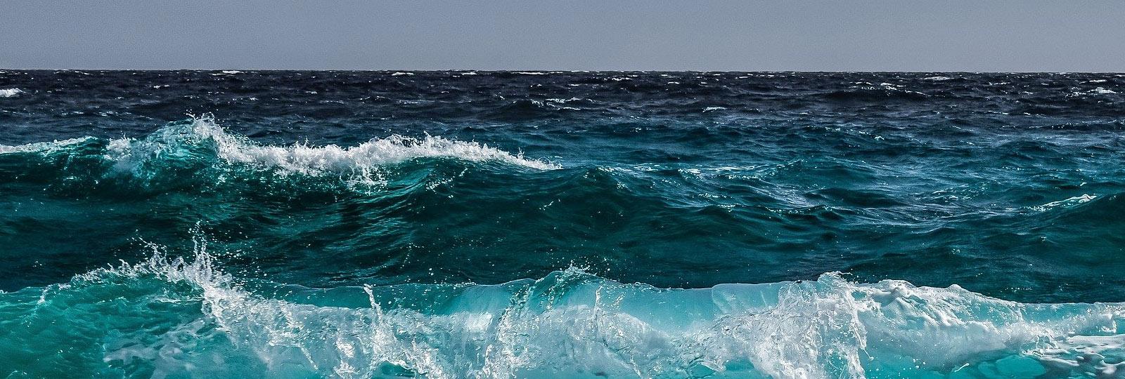 Testigos de la crisis de la Biodiversidad