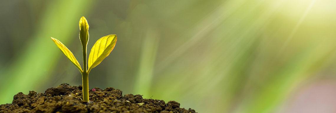 La basura de unas plantas puede ser el tesoro de otras