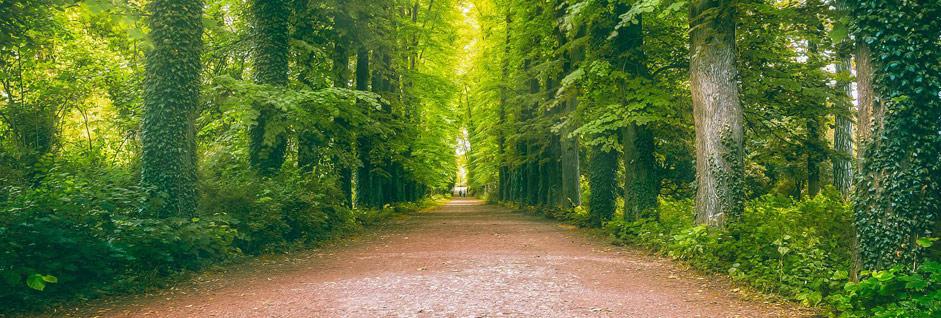 Baños de salud: por qué necesitas salir al campo