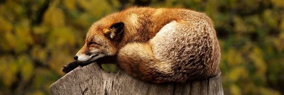 One Health: salud humana, animal y ambiental