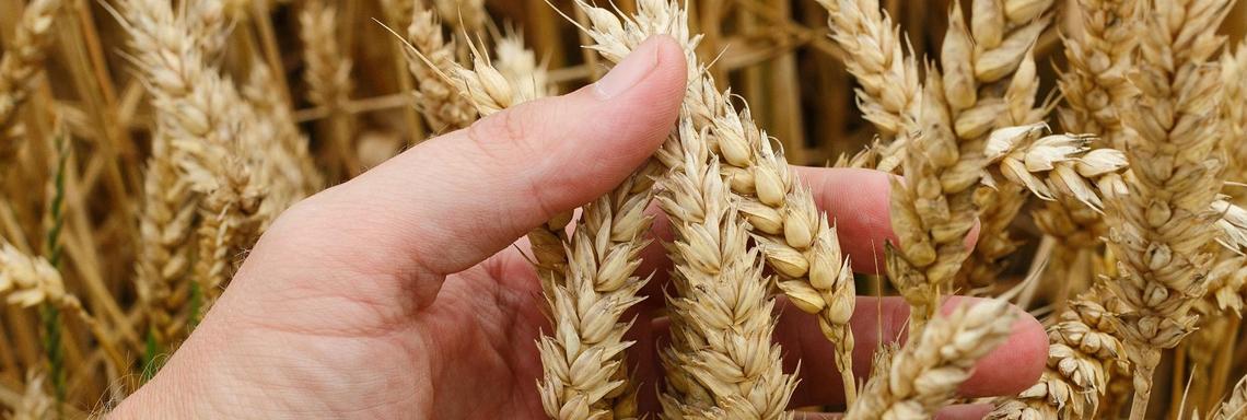 Los microorganismos que nos ayudan a reducir el impacto ambiental del cultivo de cereales