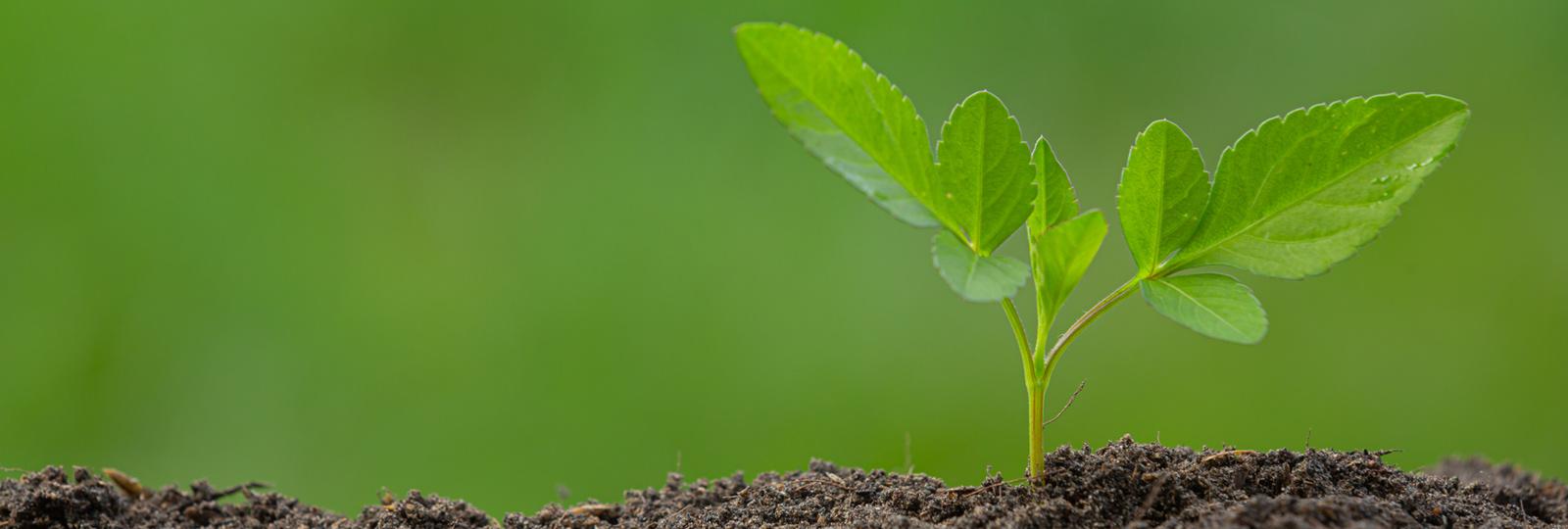 Biodiversidad del suelo: efectos de la agricultura y ganadería