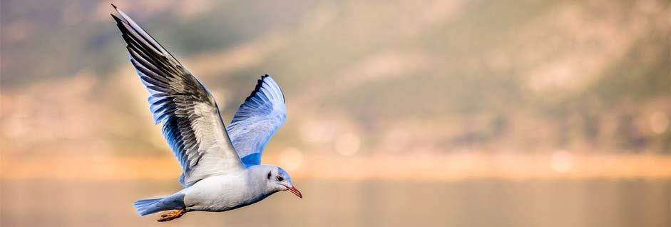Protección de espacios para conservar la Biodiversidad
