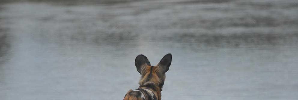 ¿Nos encontramos ante la sexta extinción masiva de especies?