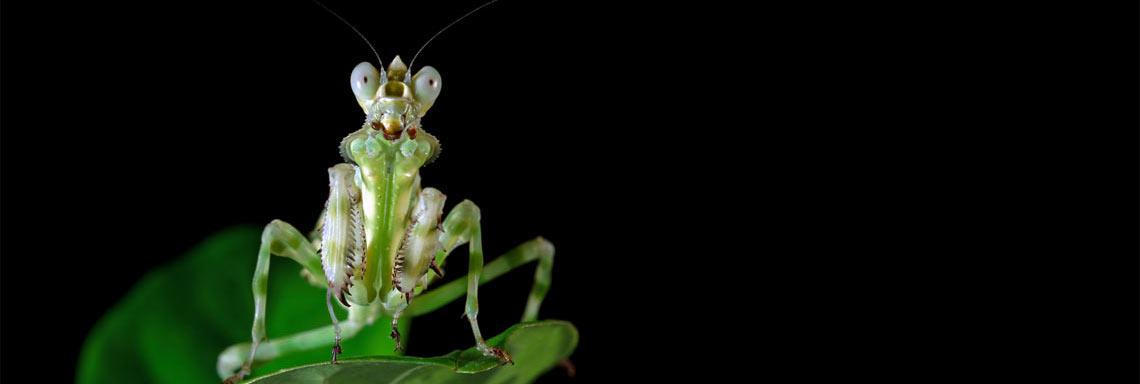 Mi relación diaria con los insectos