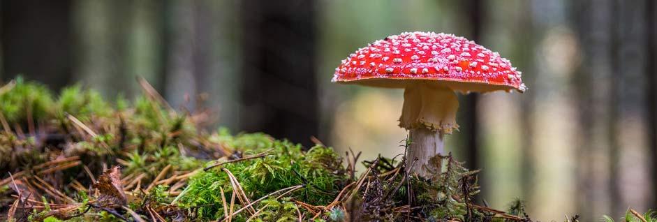 Discretos y eficaces: ¿podrán los hongos micorrícicos paliar parte de los efectos negativos del cambio climático sobre las plantas?