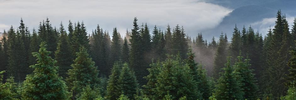 Por qué la expansión de bosques y matorrales no es una buena noticia