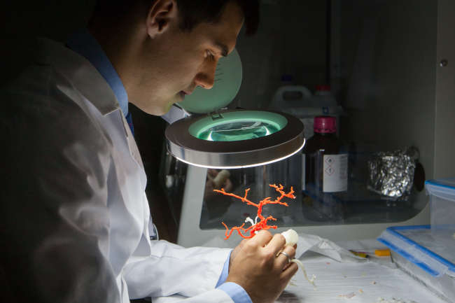 Doctoral Program in Biomedical Research