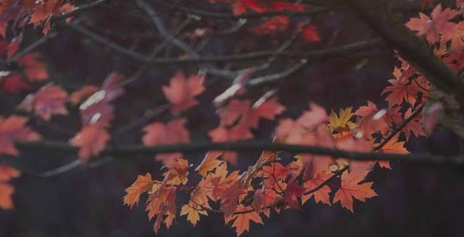 Cátedra Alvaro D'Ors