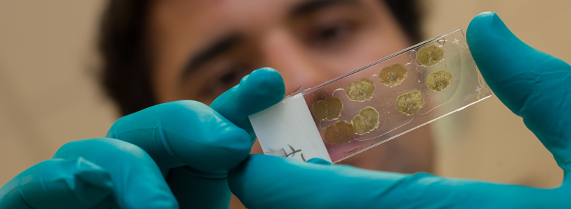Proyección profesional. Máster en Investigación Biomédica