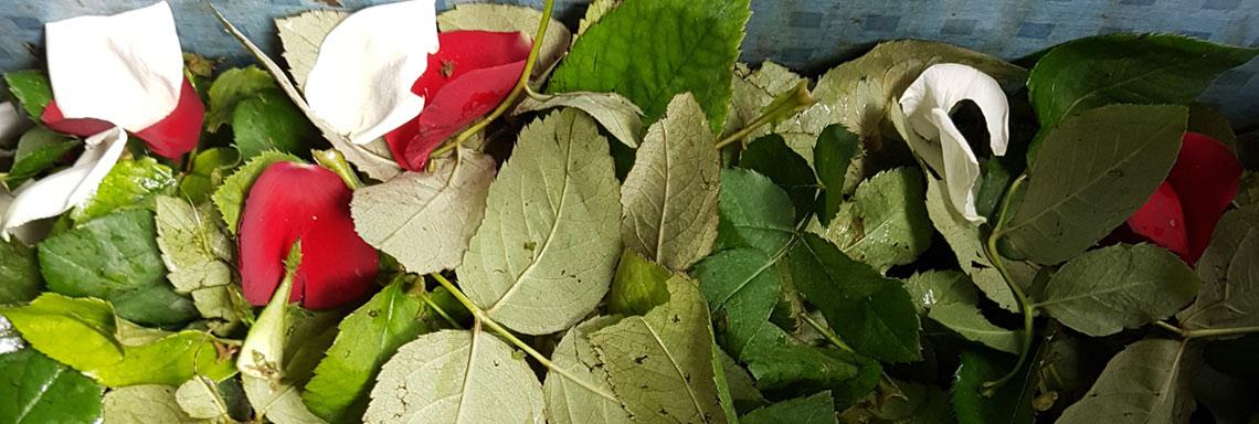 La basura de unas plantas puede ser el tesoro de otras