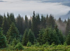 Por qué la expansión de bosques y matorrales no es una buena noticia