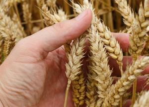 Los microorganismos que nos ayudan a reducir el impacto ambiental del cultivo de cereales
