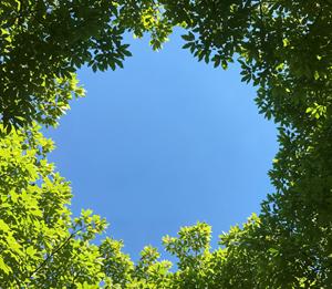Ozono troposférico en Navarra: variabilidad espacial e implicaciones para la salud y la vegetación (2021–2025)