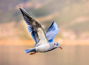 Protección de espacios para conservar la Biodiversidad
