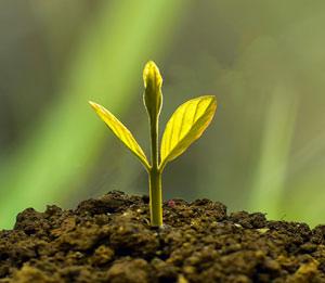 La basura de unas plantas puede ser el tesoro de otras