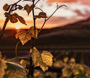 La viticultura y el vino frente al desafío climático