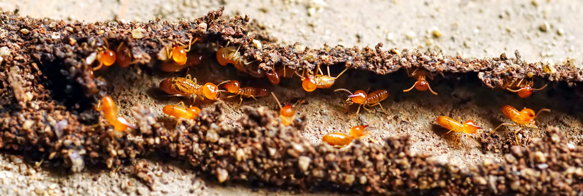 César Martín-Gómez: "Biomimetics, applied to civil engineering, seeks to transform construction methods and improve the energy efficiency of buildings.
buildings"