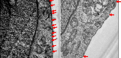 Áreas de investigación