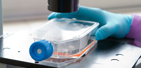 Identificación y estudio de nuevos compuestos bioactivos