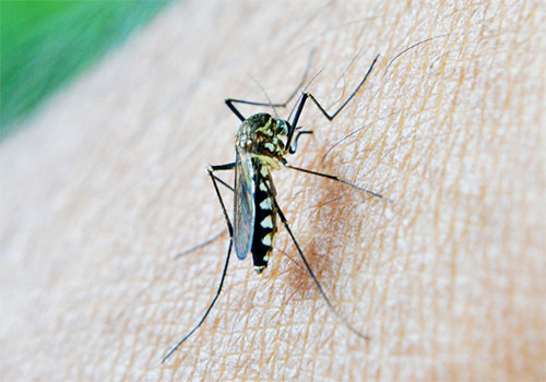 Malaria, enfermedades parasitarias