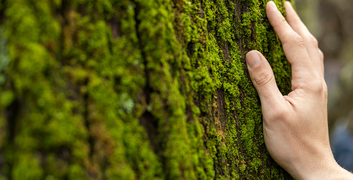 Máster en Sostenibilidad Máster en Sostenibilidad