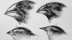 Gritarán las piedras. El azar y la necesidad en la evolución mineral