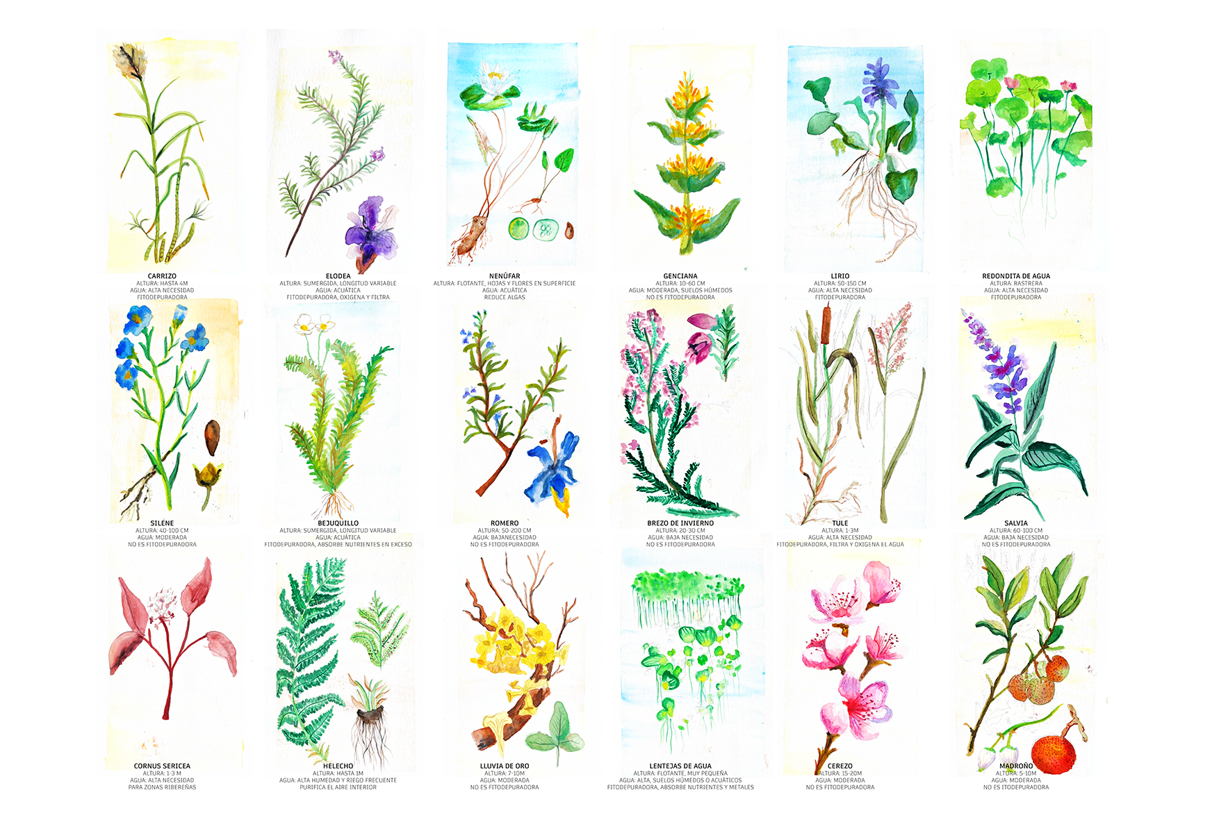 Proyecto de Sabina Benedetti Lara