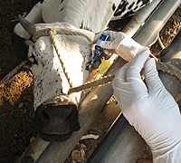 Una vaca recibe una de las vacunas de la investigación