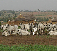 Vacas descansando en Mozambique