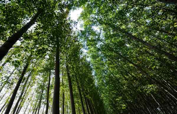 El bosque que tiene valor no arde y genera riqueza